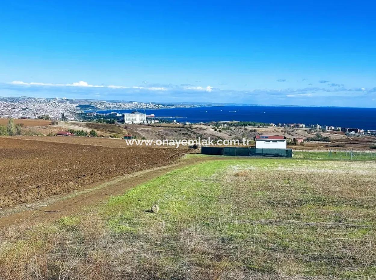 Dringender Verkauf In Barbarosta, Tekirdag, 15.000 M2 Villa Zoniertes Feld!