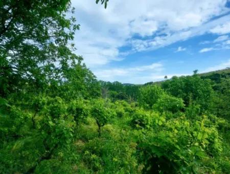 2.820 M2 Gutscheinplatz Geeignet, Um Tiny House In Der Natur Zum Dringenden Verkauf Im Viertel Tekirdağ Avşar Zu Platzieren