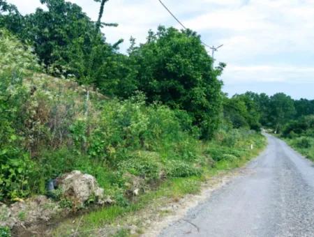 Gutscheinplatz Geeignet Für Den Dringenden Verkauf Von 580 M2 Tiny House Im Herzen Der Natur In Tekirdag Avşarda