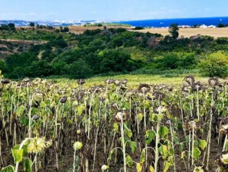 Tekirdag Barbarosta Swap Bargeld Bedarf Dringender Verkauf Villa Zoned Coupon Feld