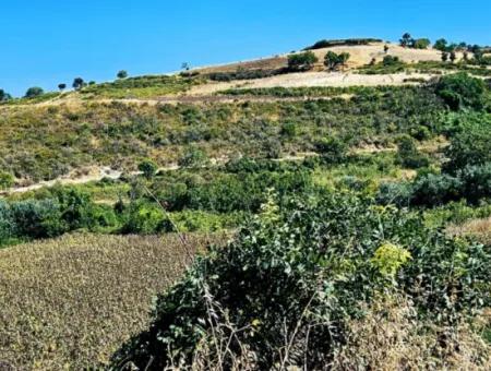 9.100 M2 Villa Zoniertes Feld Zum Dringenden Verkauf In Tekirdag Barbarosta