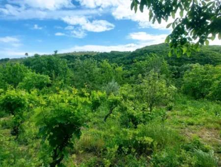 2.820 M2 Coupon Place Suitable To Put Tiny House In Nature For Urgent Sale In Tekirdağ Avşar Neighborhood