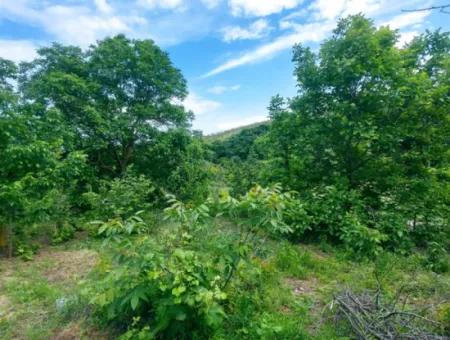 2.820 M2 Coupon Place Suitable To Put Tiny House In Nature For Urgent Sale In Tekirdağ Avşar Neighborhood