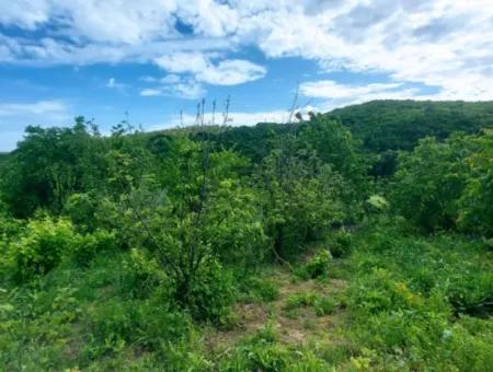 Coupon Place Suitable For Putting 580 M2 Tiny House For Urgent Sale In The Heart Of Nature In Tekirdag Avşarda