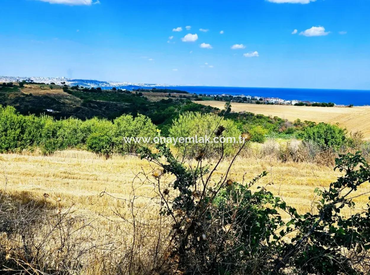 Tekirdağ Barbarosta Takas + Nakit İhtiyaçtan Acil Satılık Villa İmarlı Kupon Tarla