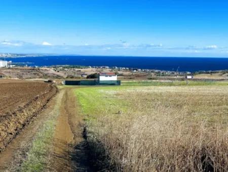 Tekirdağ Barbarosta'da Acil Satılık, 15.000 M2 Villa İmarlı Tarla!