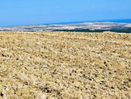 Tekirdağ Aşağkılıçlı Mah. Anayol Cepheli 2.340 M2 Al - Sata Uygun Yüksek Kazanç Vaaed Eden Acil Satılık Kupon Tarla