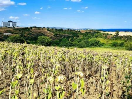 Tekirdağ Barbarosta Takas + Nakit İhtiyaçtan Acil Satılık Villa İmarlı Kupon Tarla