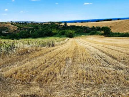 Tekirdağ Barbarosta Takas + Nakit İhtiyaçtan Acil Satılık Villa İmarlı Kupon Tarla